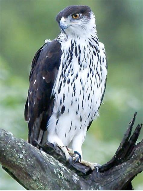 African Hawk-Eagle, Hieracetus spilogaster: kenyabirding.me Farm Animals, Animals And Pets ...