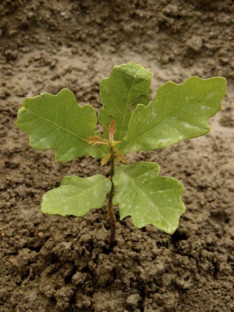 Oak Tree Care: Planting Oak Tree Seedlings And Acorns In The Landscape ...