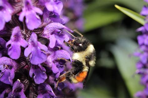 Bumblebee – Biodiversity Education for Sustainability