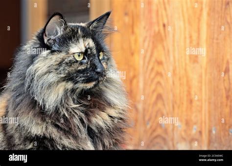 A beautiful portrait of a tortoiseshell norwegian forest cat female Stock Photo - Alamy