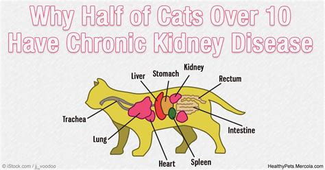 The Dangers of Chronic Kidney Disease in Cats