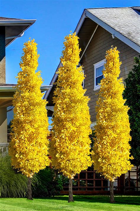 Columnar Ginkgo Trees For Sale Online | The Tree Center