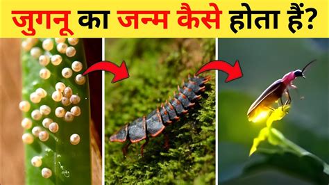 जुगनू का जीवन चक्र | Firefly Life Cycle Video | Life Cycle Of Firefly ...