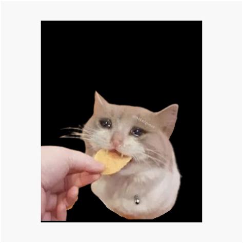 Crying Cat Chip Meme Crying Cat Meme Crying Cat Chip Meme, Cat Meme ...