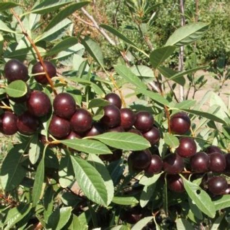 Buy Sand Cherry (Prunus Besseyi) 5 seeds online :: Seeds :: HobbySeeds Store