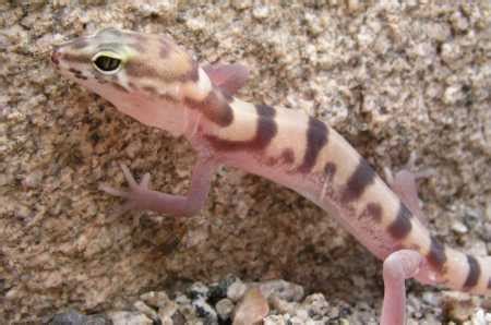 Sonoran Desert Reptiles - Coloenyx variegatus (Western banded gecko)