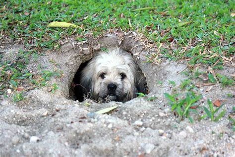 Why Is My Dog Digging Holes