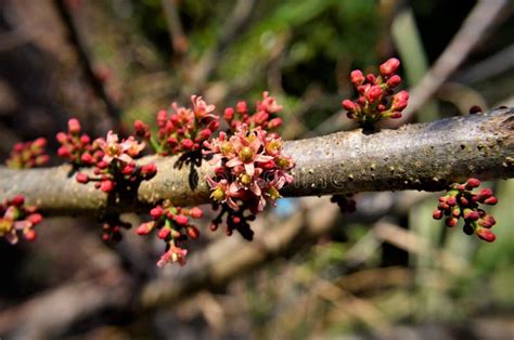 Spondias Purpurea Flowers on the Branch Stock Image - Image of backyard ...