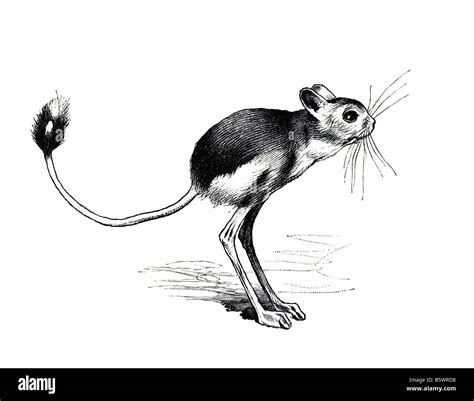 Jerboa jumping mice, small jumping desert rodent Stock Photo - Alamy