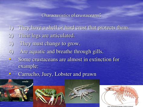 Crustaceans Examples