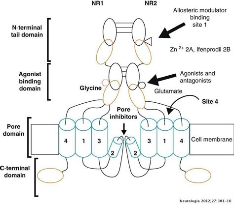 Structure and function of NMDA-type glutamate receptor subunits ...