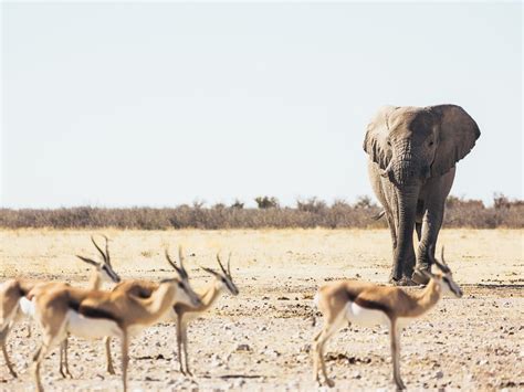 Trophy hunting & Namibia’s wildlife conservation challenge | Anywhere ...