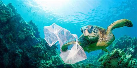 Plastic Is Killing Sea Turtles - India's Endangered