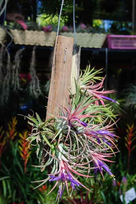 Tillandsia Ionantha Care: Growing Of Bromeliad Air Plants