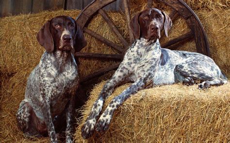 Wallpapers Joo: Two dogs in the barn wallpaper