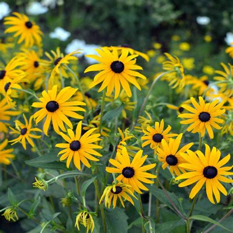 Echinacea Paradoxa Seeds - Yellow Coneflower Flower Seed