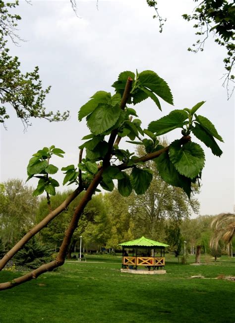 10 Most Attractive Tehran Parks Worth a Visit | Apochi.com