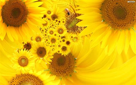 Sunflower Backgrounds - Wallpaper Cave