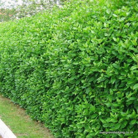 Viburnum tinus is an evergreen that forms a dense hedge up to 3-4 metres tall. T | Garden hedges ...