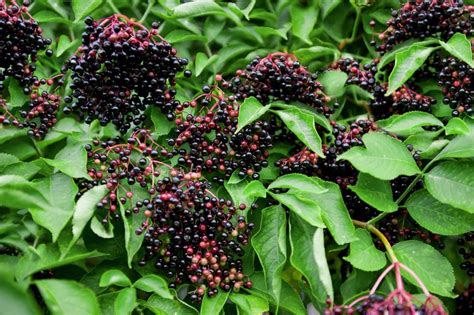 Common Elderberry: Plant Care & Growing Guide