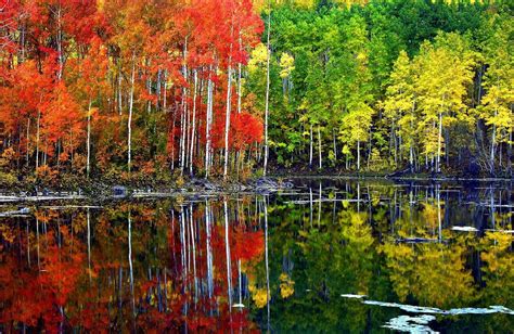 Autumn Aspen Forest Trees Wallpapers - Wallpaper Cave