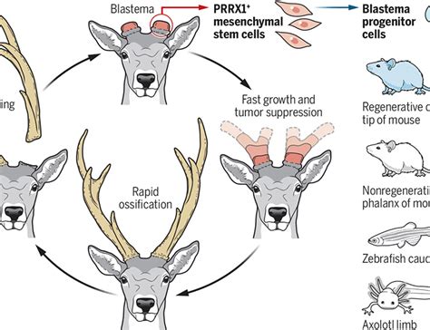 Stem cells drive antler regeneration | Science