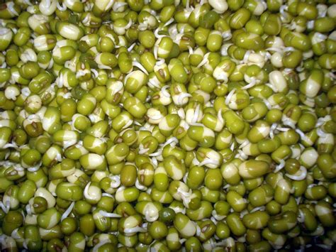 Green Moong Dal Manufacturer in Moga Punjab India by Garg Trading Co | ID - 1916052