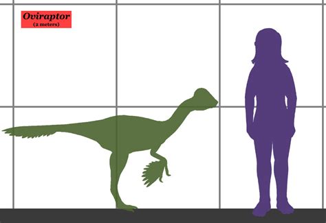 File:Oviraptor size.jpg - Wikimedia Commons