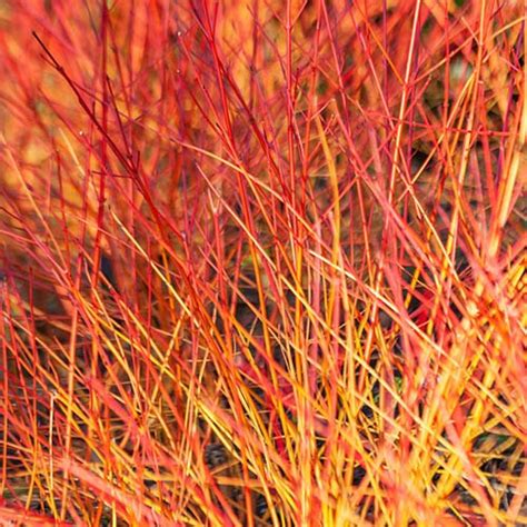 Cornus sanguinea 'Anny's Winter Orange' 3L | Gardening Direct