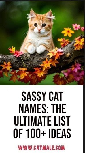 Sassy Cat Names | Cat names, Girl cat names, Funny cat names