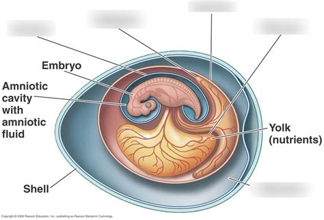 Embryonic Egg Diagram Diagram | Quizlet