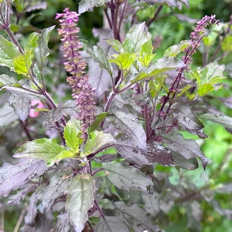 Ocimum tenuiflorum - Kadathanadan Kalari Foundation