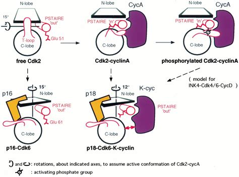 Structural basis of inhibition of CDK–cyclin complexes by INK4 inhibitors