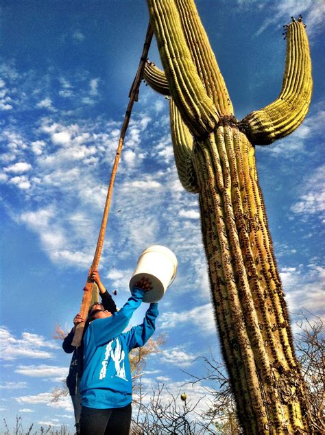 Tohono O’odham Nation | Arizona history, Native american photos ...