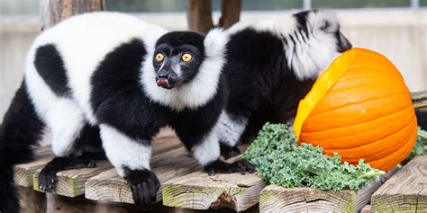 Black-and-white ruffed lemur | Smithsonian's National Zoo and Conservation Biology Institute