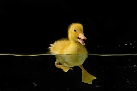 Small yellow duck swimming Stock Photo free download