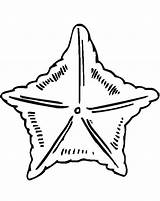 Free Printable Starfish coloring Page  Download Print Or Color Online sketch template