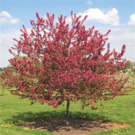 Tree Prairie Fire Crabapple Dormant Starter Plants, Bulbs & Seeds at ...