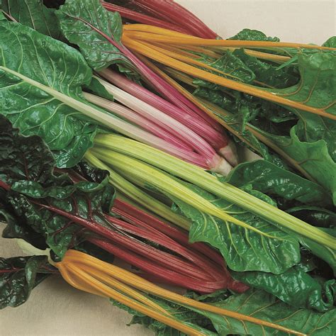 1/4 Lb Rainbow Swiss Chard Seeds - Everwilde Farms Mylar Seed Packet | eBay