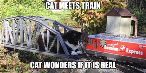 Cat versus train - Imgflip