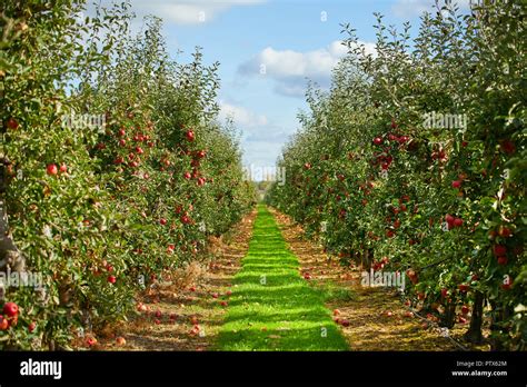 Apple on trees in orchard in fall season Stock Photo - Alamy