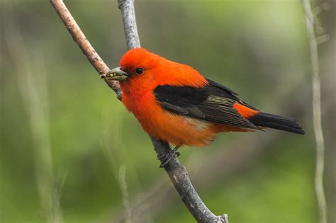 A list of 15 black and orange birds - Bird Finder