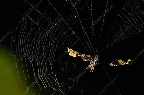 Orb-web Spider - Stock Image - C044/0043 - Science Photo Library