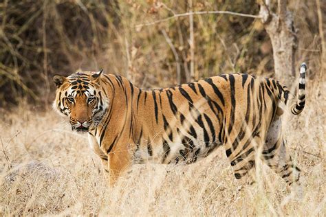 WIN A VIP TRIP TO EXPERIENCE TIGER CONSERVATION IN INDIA | GoodGood