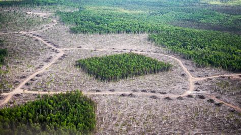 A Fragmentação Dos Habitats - ENSINO