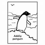 It’s Our Planet Too Adélie Penguin Colouring Sheet  Its sketch template