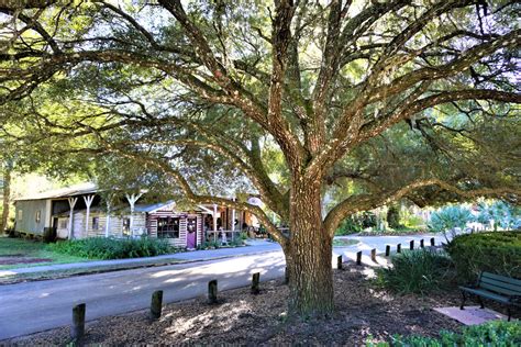 Experience the Magic of Micanopy Minutes off I-75 - Visit Natural North ...