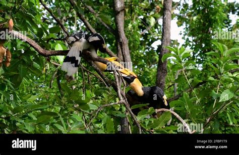 Hornbillsinasia Stock Videos & Footage - HD and 4K Video Clips - Alamy