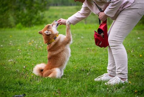 Why Your Dog Stands On His Hind Legs & If You Should Let Him | PawLeaks