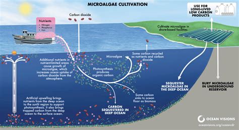 Ocean Visions | Microalgae Cultivation